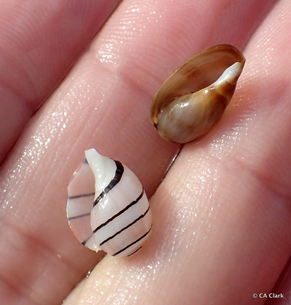 Pink Bubble Snail from Kihei, Maui, Hawai'i, USA on December 6, 2023 at