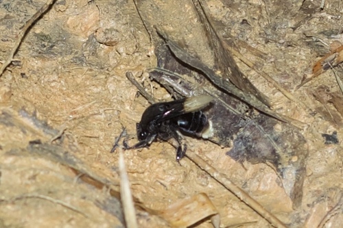 Eulaema terminata
