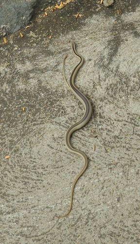 Keller's Bark Snake