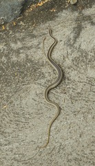 Keller's Bark Snake