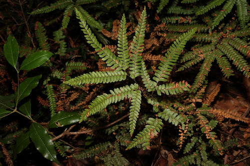Image of Adiantum silvaticum by (c) Greg Tasney, some rights reserved (CC BY-SA)