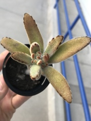 Kalanchoe tomentosa