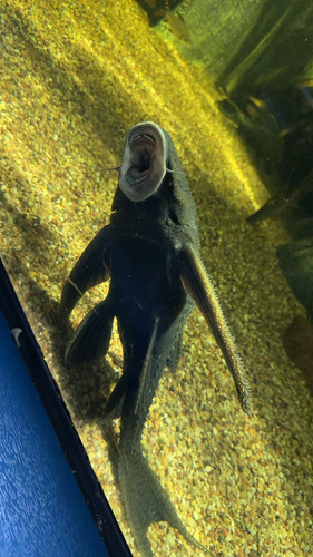 Adonis pleco (Acanthicus adonis) — Loricariidae — 3