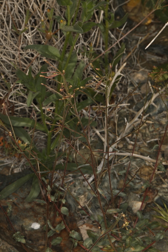 Image of Eremothera chamaenerioides by (c) Steve Matson, some rights reserved (CC BY)