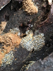 Arcyria obvelata