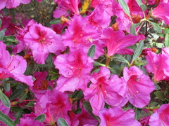 Rhododendron