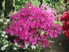 Rhododendron