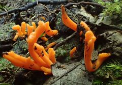 Clavulinopsis sulcata