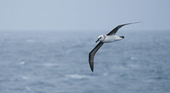 Grey-Headed Albatross photo 2