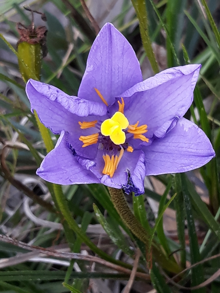 Vellozia angustifolia