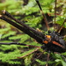 Forsteropsalis pureora - Photo (c) Saryu Mae,  זכויות יוצרים חלקיות (CC BY), הועלה על ידי Saryu Mae