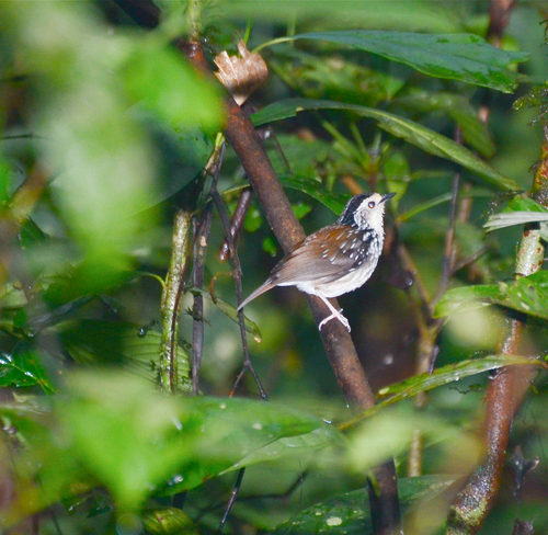 Striped Wren-Babbler (Kenopia striata), photo 6