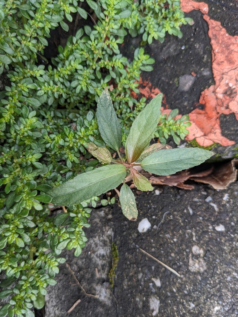 Asian Copperleaf in November 2023 by galanhsnu · iNaturalist