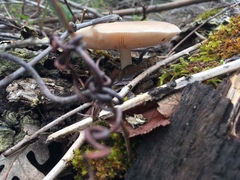 Pluteus cervinus