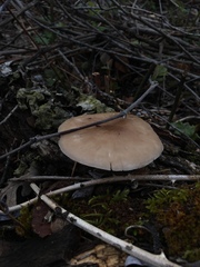Pluteus cervinus