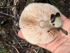 Pluteus cervinus