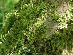 Pseudisothecium cristatum