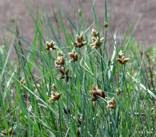 Bolboschoenus maritimus observed 2023-12-06