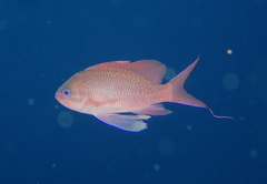 Anthias anthias