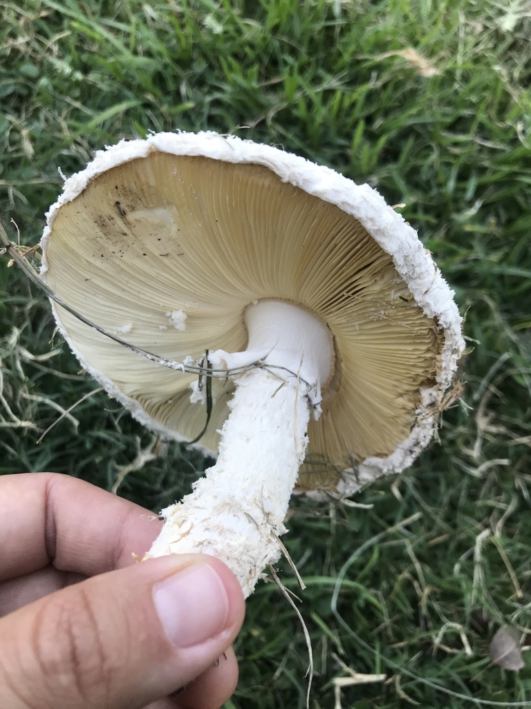 Amanita foetens · December 2023 · photo: © tutitah (iNaturalist, cc0)