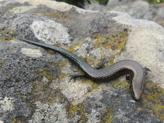 Chalcides coeruleopunctatus