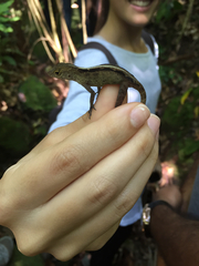 Anolis cristatellus