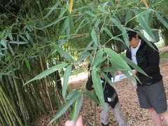 Phyllostachys bambusoides