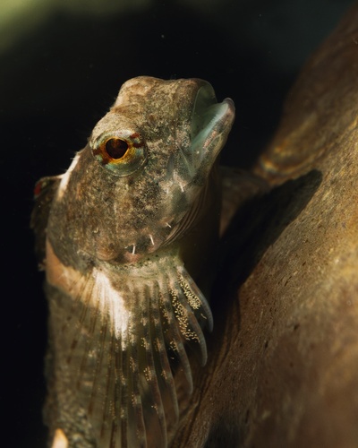 Tidepool sculpin (Oligocottus maculosus) — Cottidae — 2