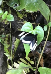 Heliconius cydno cydnides