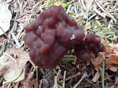 Gyromitra esculenta image