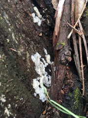 Ceratiomyxa fruticulosa