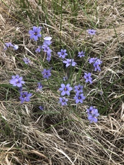Sisyrinchium calciphilum