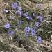 Alabama Blue Eyed Grass - Photo (c) Brian Keener, some rights reserved (CC BY-NC), uploaded by Brian Keener