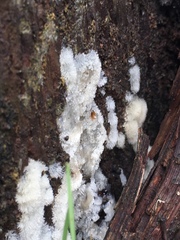 Ceratiomyxa fruticulosa