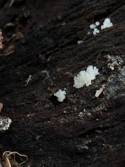 Ceratiomyxa fruticulosa