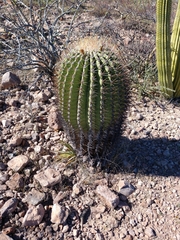 Ferocactus emoryi emoryi
