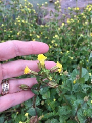 Erythranthe glabrata