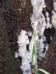 Ceratiomyxa fruticulosa