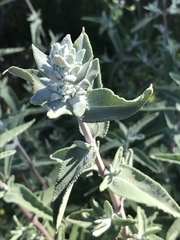 Salvia leucophylla