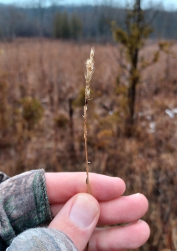 Image of Muhlenbergia glomerata by (c) Quinten Wiegersma, some rights reserved (CC BY)
