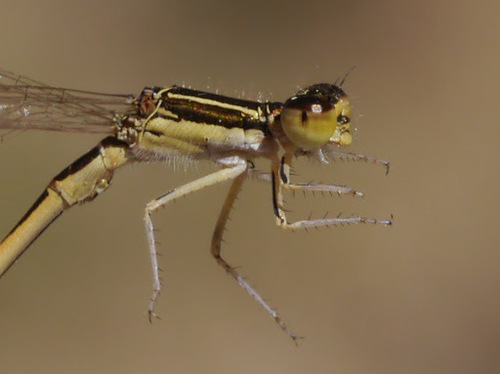 Citrine Forktail