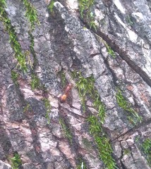 Camponotus snellingi