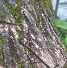 Camponotus snellingi