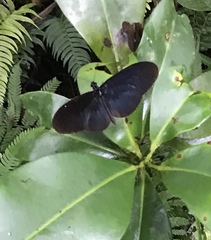 Heliconius cydno