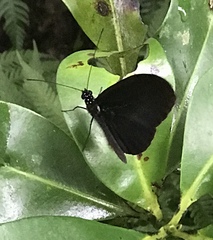 Heliconius cydno
