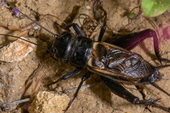 Gryllus brevicaudus