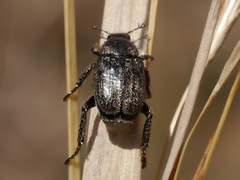 Hoplia