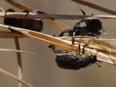 Hoplia