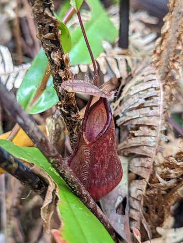 Image of Nepenthes tentaculata by (c) My-Lan Le, some rights reserved (CC BY)