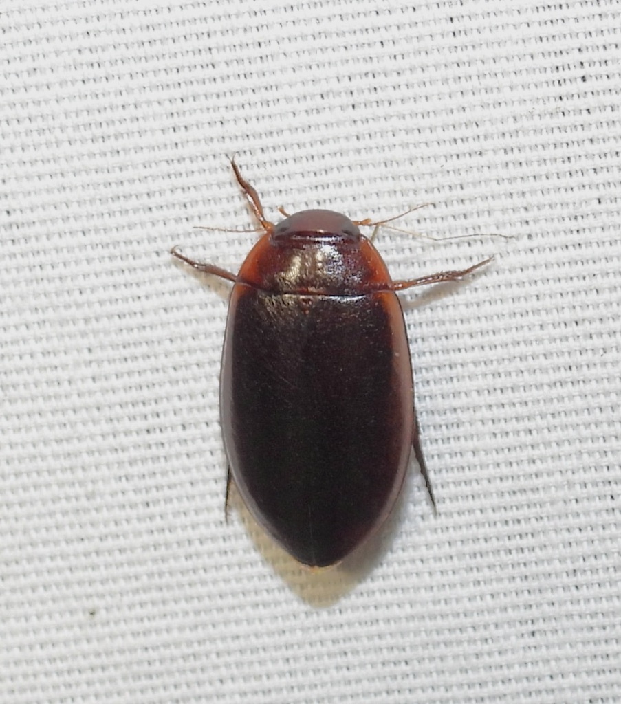 Hoperius planatus